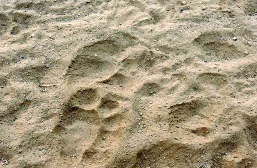 wild animal count भालू, भेडिय़ा और लोमड़ी की हुई गिनती