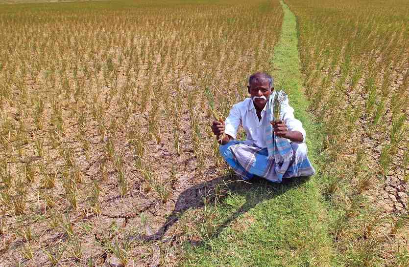 Crops are drying out in TN फसलों को सूखा रहा 'पानीÓ डेल्टा और गैर डेल्टा क्षेत्र में सिंचाई की कमी