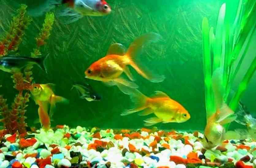 fish