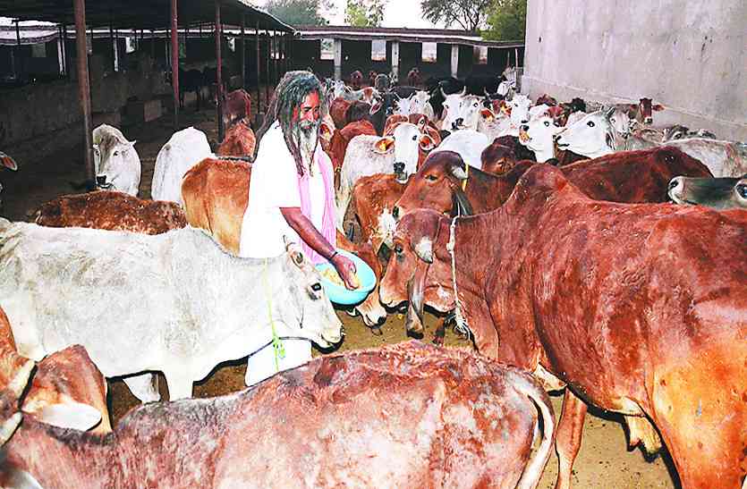 rajasthan news जन सहयोग से कर रहें है गायो की देखभाल