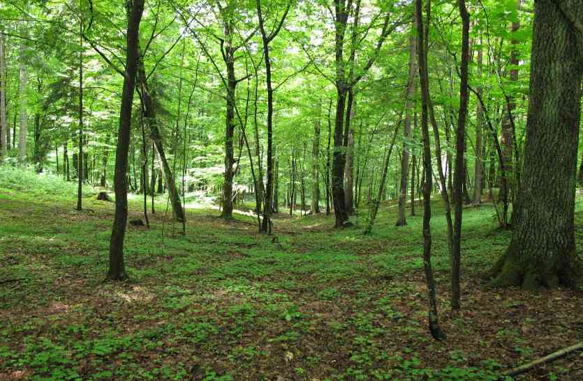 forest department land वन विभाग की जमीन पर फर्जी पट्टे जारी करने का मामला