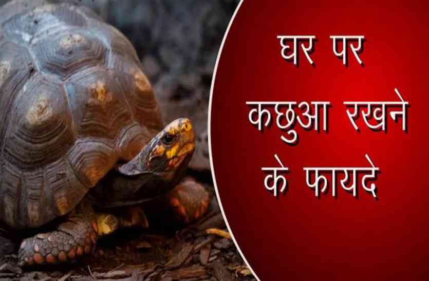 tortoies
