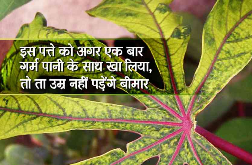 disease,liver,fruit,KIDNEY,profit,papaya,leaf, इस पत्ते को अगर एक बार गर्म पानी के साथ खा लिया, तो ता-उम्र नहीं पड़ेंगे बीमार
