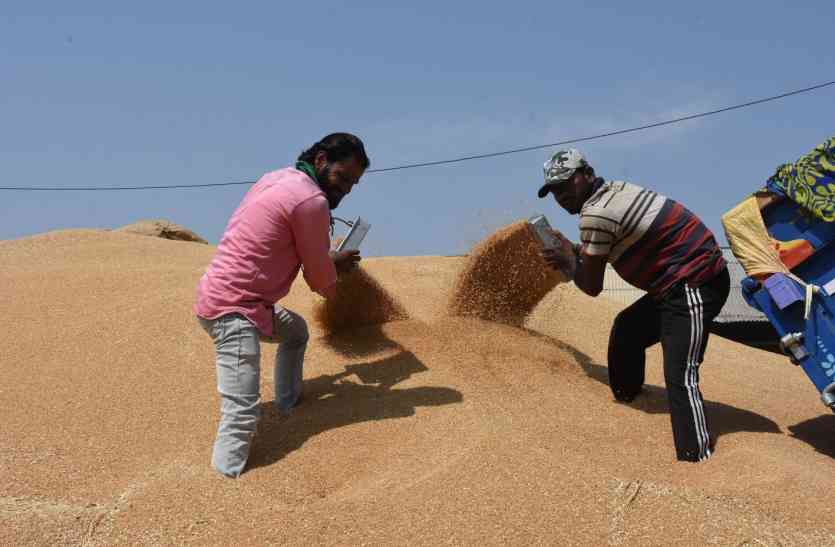 patrika अमानक गेहूं खरीदने पर खरीदी केन्द्र के विरुद्ध कार्रवाई