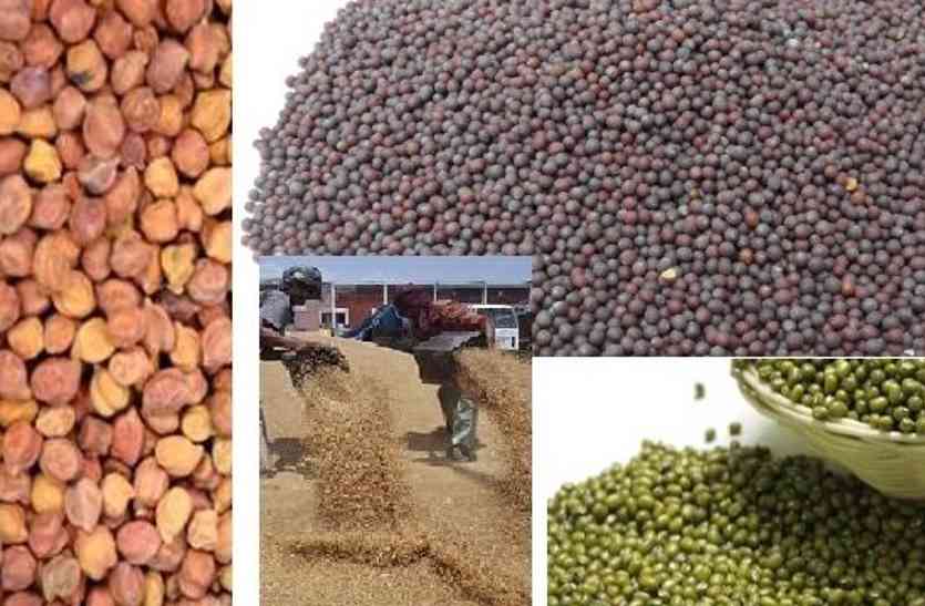सरसाें आैर चना राजस्थान के किसानों के लिए खुशखबर, 12 मीट्रिक टन सरसों चना की खरीद होगी
