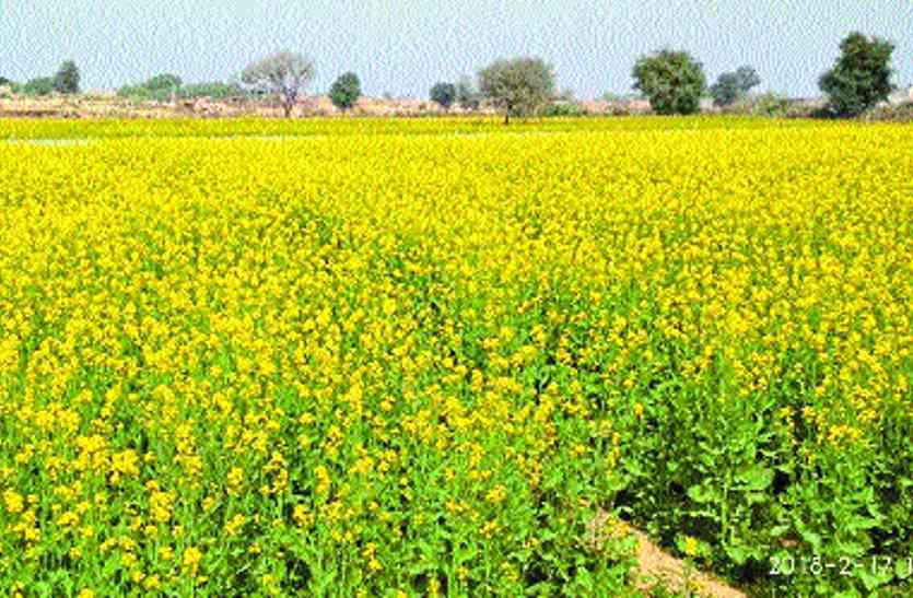 gram मण्डी में एक साथ होगी गेहूं, सरसों व चने की खरीद