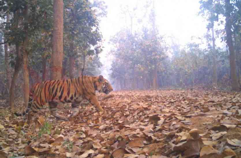 kolkata west bengal रॉयल बंगाल टाईगर के डर से कांप रहे हैं माध्यमिक परीक्षार्थी