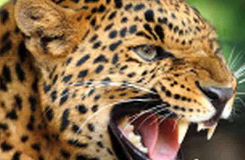 panther attack मादा पैंथर की दहशत, रात में शिकार किया और चली गई वापस जंगल