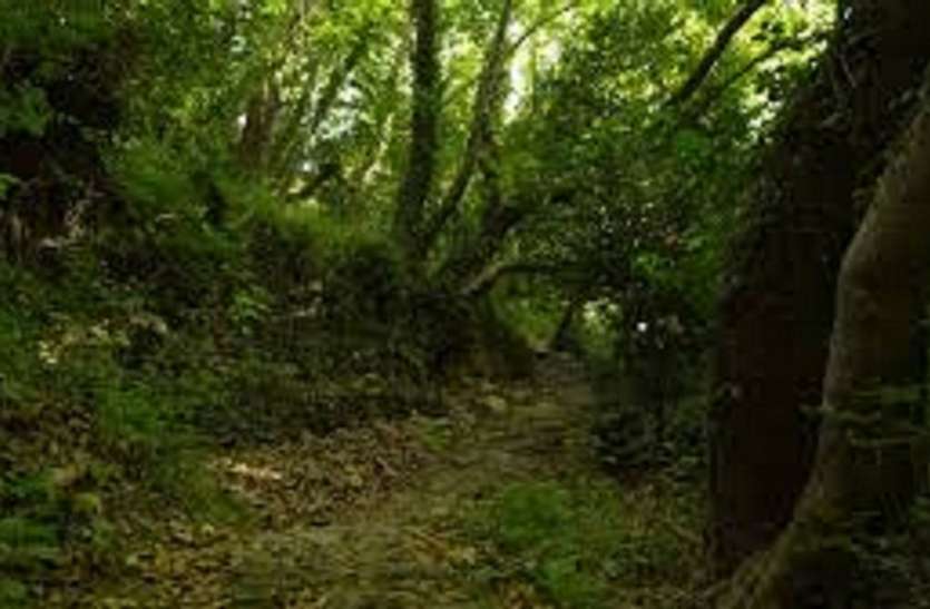 forest वन दूतों से करायी जाएगी जीवित पौधों की गणना