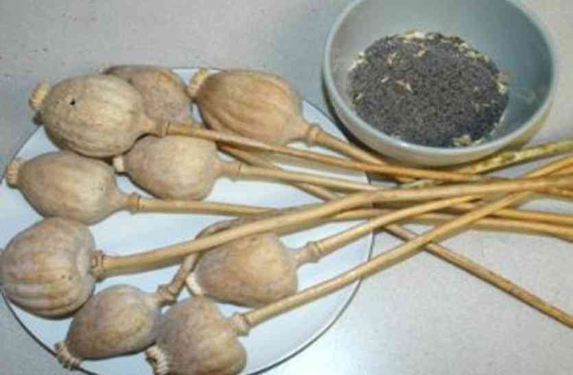doda post घर पर बना डाली पोस्त चूरे की दुकान