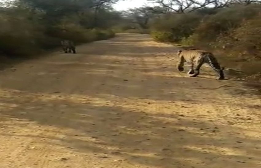 Tigress ST-9 crossed the road and killed Sambar बाघिन एसटी-9 ने सडक़ पार कर किया सांभर का शिकार