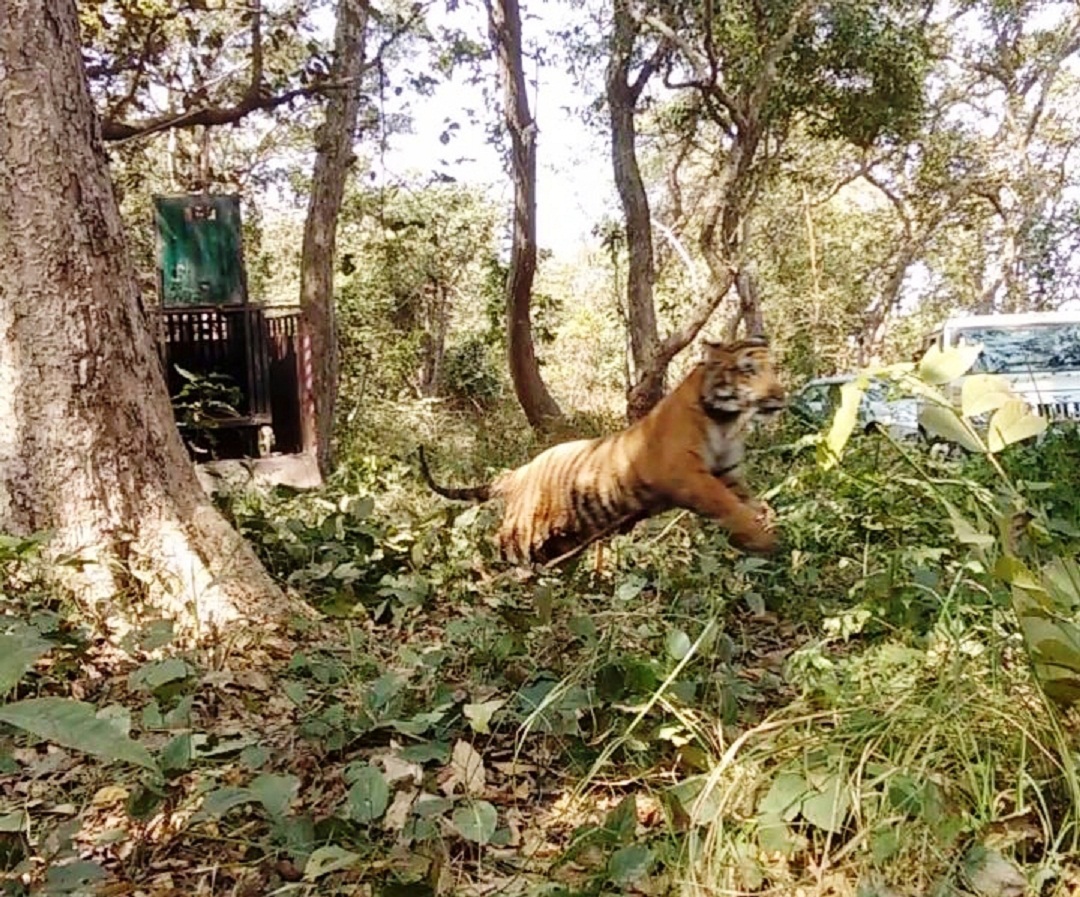 Pilibhit Leopard Tiger Is In Dudhwa Forest दुधवा जंगल में ही है पीलीभीत से आया चंदू बाघ 9136