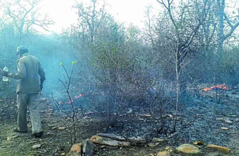 Flaming fire in panna tiger reserve पन्ना टाइगर रिजर्व के बफर जोन में भड़की आग, इस तरह धू-धू कर जला जंगल