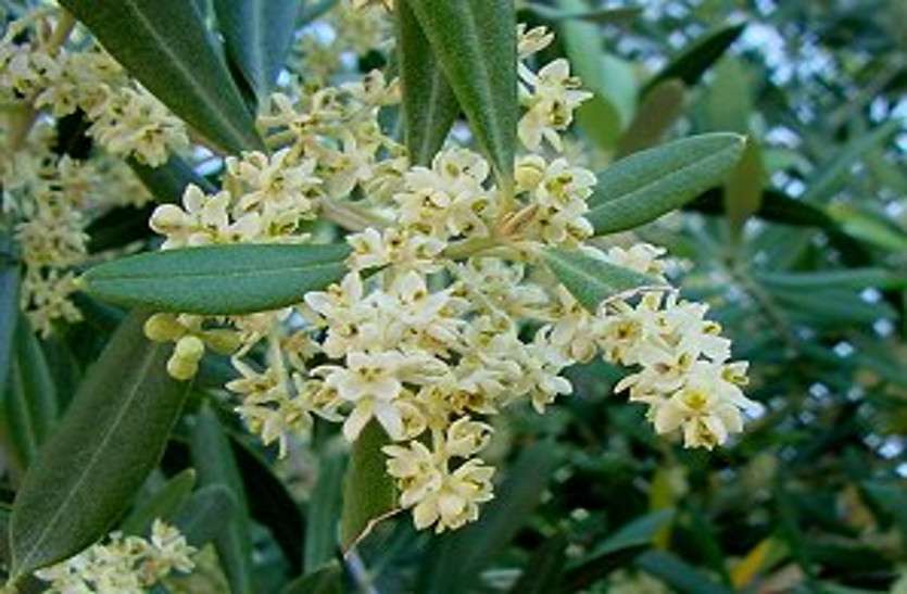 olive oil