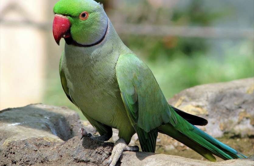 parrot मालवा के तोते हुए नशेड़ी, अफीम का नशा करने खेतों से डोडा तोड़कर ले जा रहे