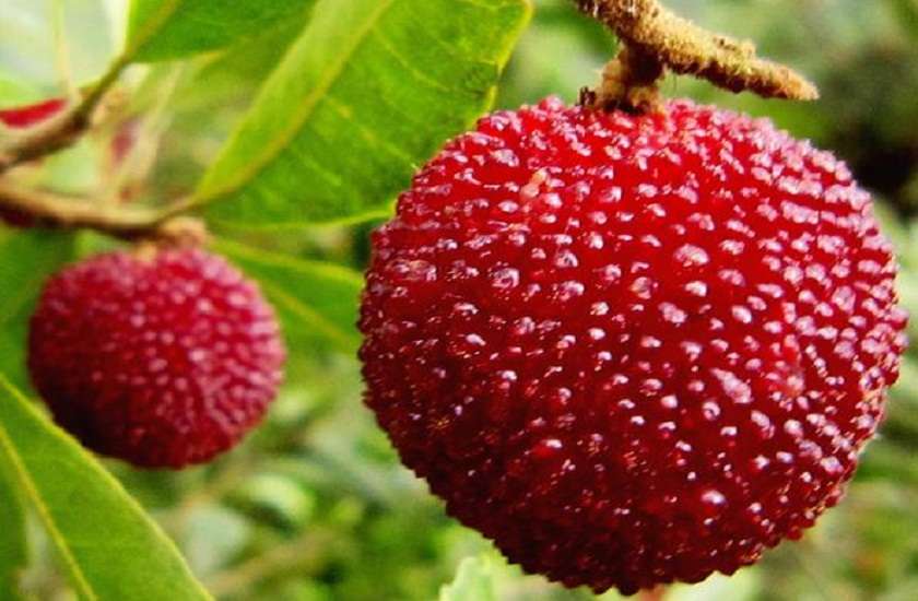 kafal-is-a-fruit-are-found-in-hill-area