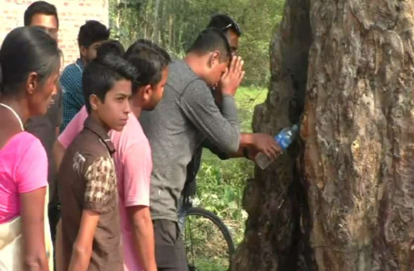 Water Coming Out From A Tree In Assam Omg प ड स बहन लग प न क ध र ल ग ह ए द ग भरन लग प न Patrika News