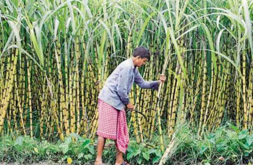 sugar cane producers get prize in Bulandshahar and Lakhimpur Khiri ऐसा बोया गन्ना कि जीत गए पुरस्कार - गन्ना पैदा करने में लखीमपुर और बुलंदशहर के किसान विजयी