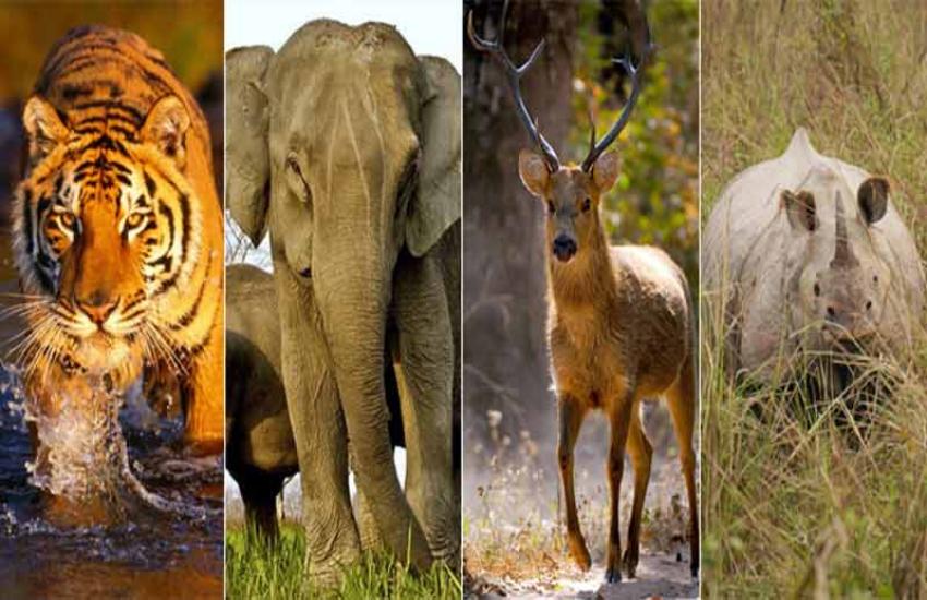 top 10 extinct animals and birds in the world | सफेद गेंडे की मौत के बाद ये  जीव भी खतरे में, कौन बचाएगा इन्हें? | Patrika News