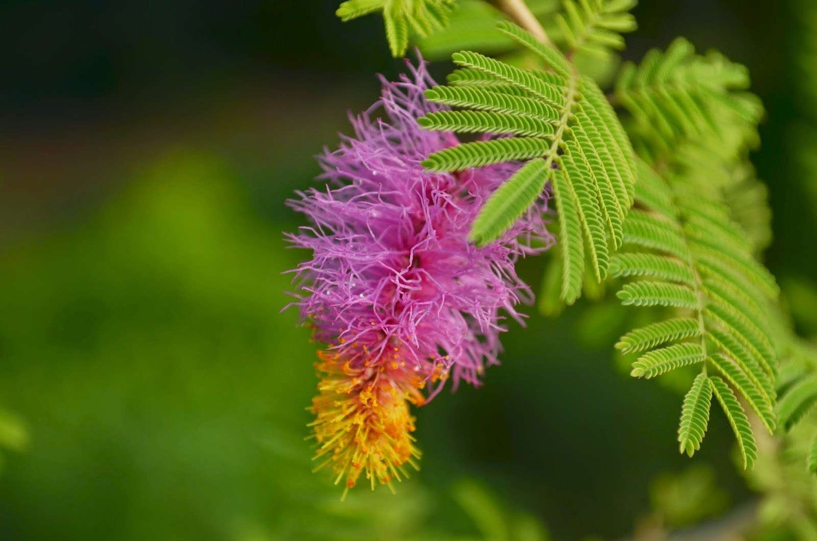 Know The Importance Of Shami Plants know-the-importance-of-shami-plants