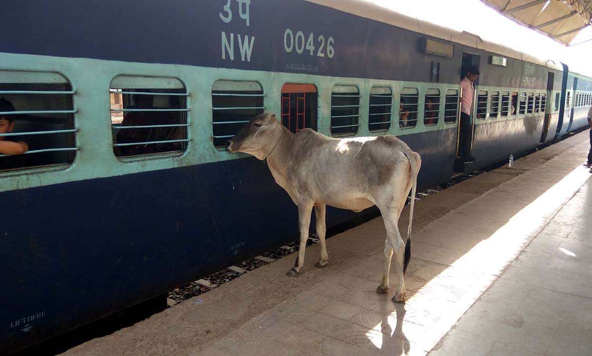 Jaisalmer patrika