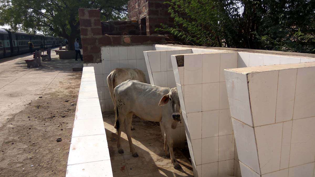 Jaisalmer patrika