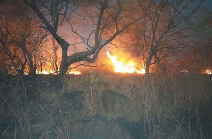 Wildfire is getting uncontrollable जंगल की आग हो रही बेकाबू