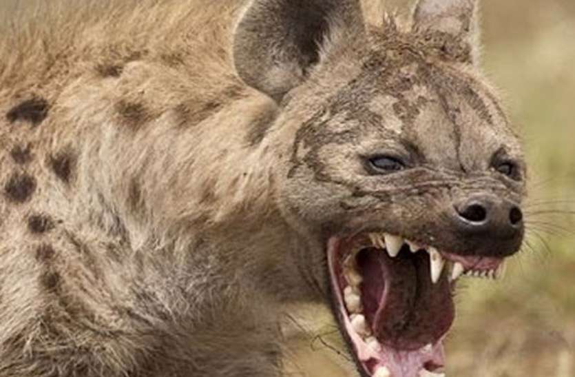 hyena निकले थे तेंदुए का सुराग लगाने, लकड़बग्घा ने रोका रास्ता