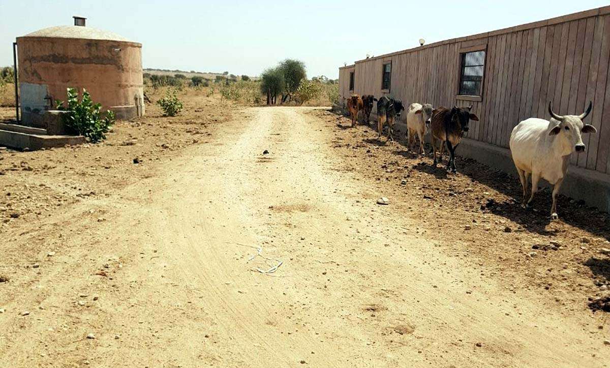 Jaisalmer patrika
