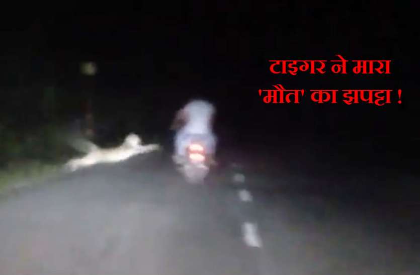 टाइगर अटैक टाइगर ने मारा 'मौत' का झपट्टा, एक सेंकड के फासले से बची जान, देखें वीडियो