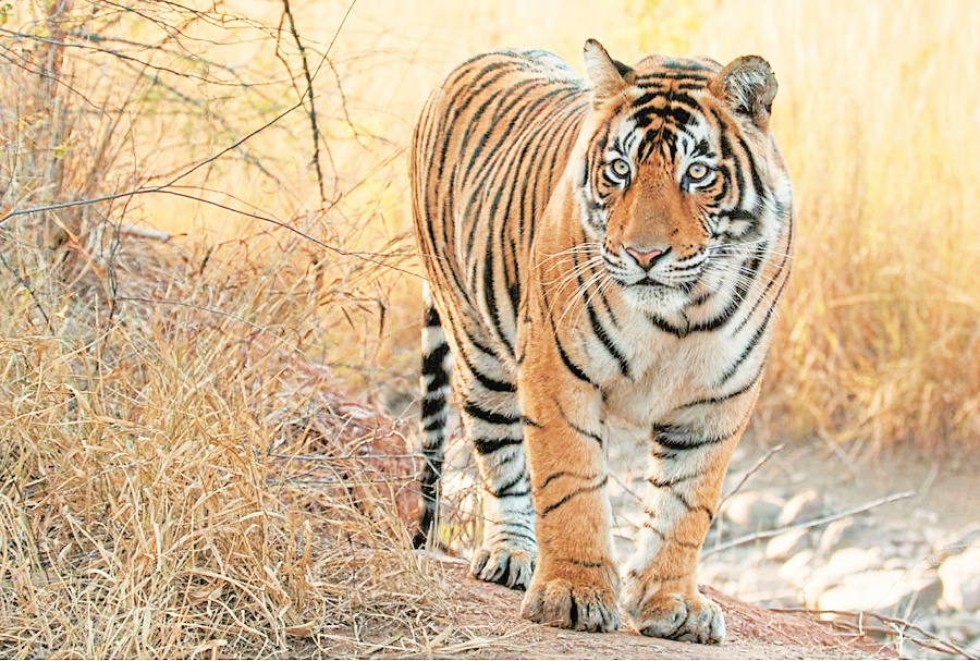 Tiger पिकनिक टाइम : जोधपुर के माचिया पार्क में देखें टाइगर जोड़े की अठखेलियां