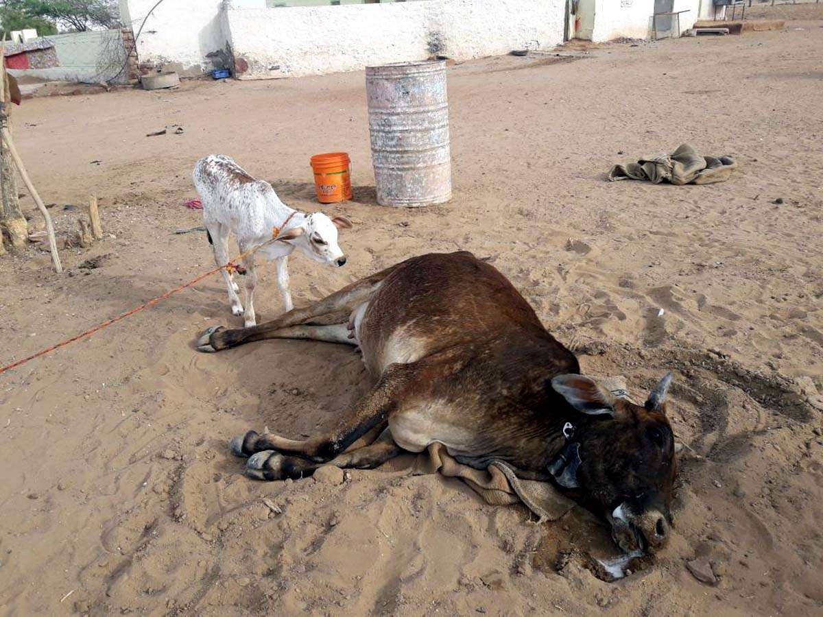 Jaisalmer patrika