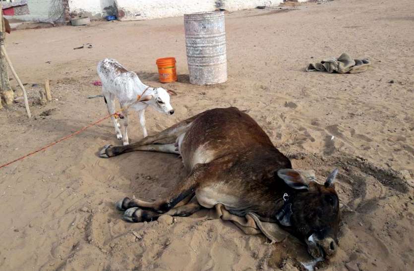 Jaisalmer patrika JAISALMER NEWS- कर्रा रोग से मौत के द्वार पहुंच रहा गोवंश