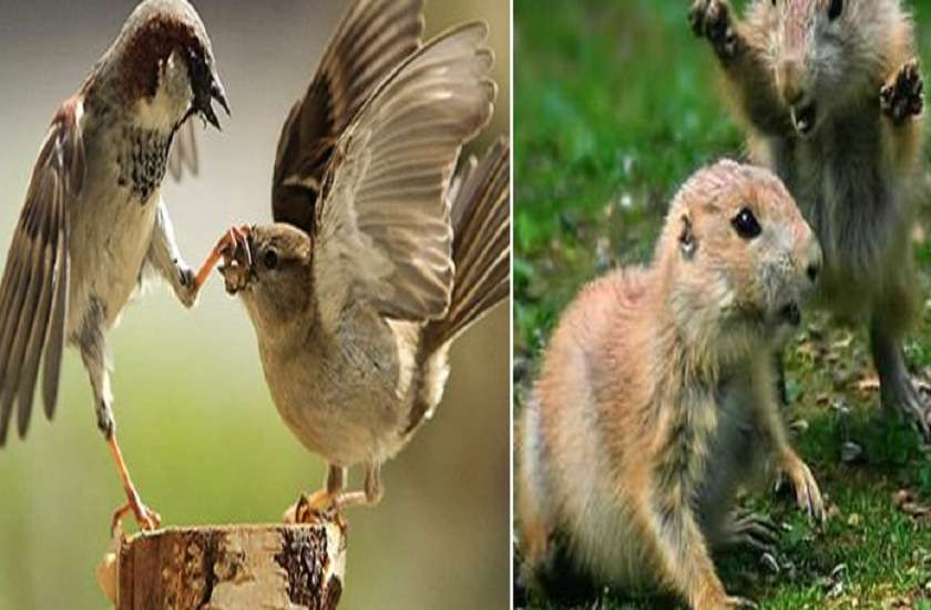 Animals,cute,fight,anger,cute cats,facial expressions,Angry,expressions,Cute Dogs, Animals,cute,fight,anger,cute cats,facial expressions,Angry,expressions,Cute Dogs,