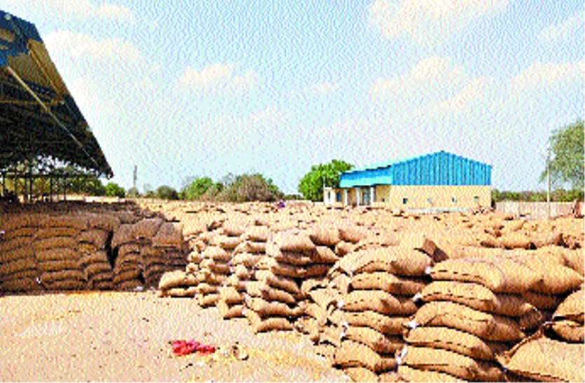 Wheat procurement will be done in Kundali कुंडाली में भी होगी गेहूं की खरीदी
