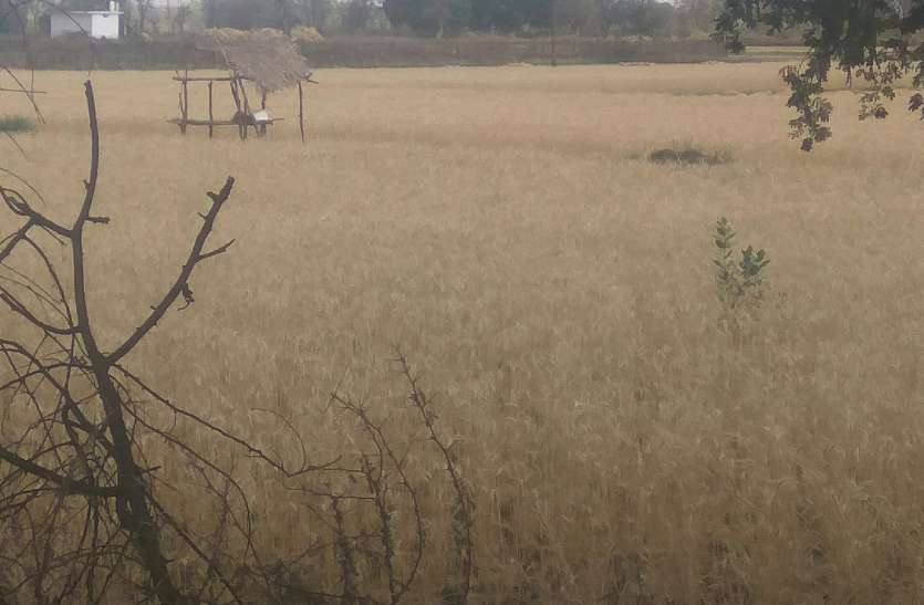 Standing crop, not getting laborers खड़ी है फसल, नहीं मिल रहे मजदूर