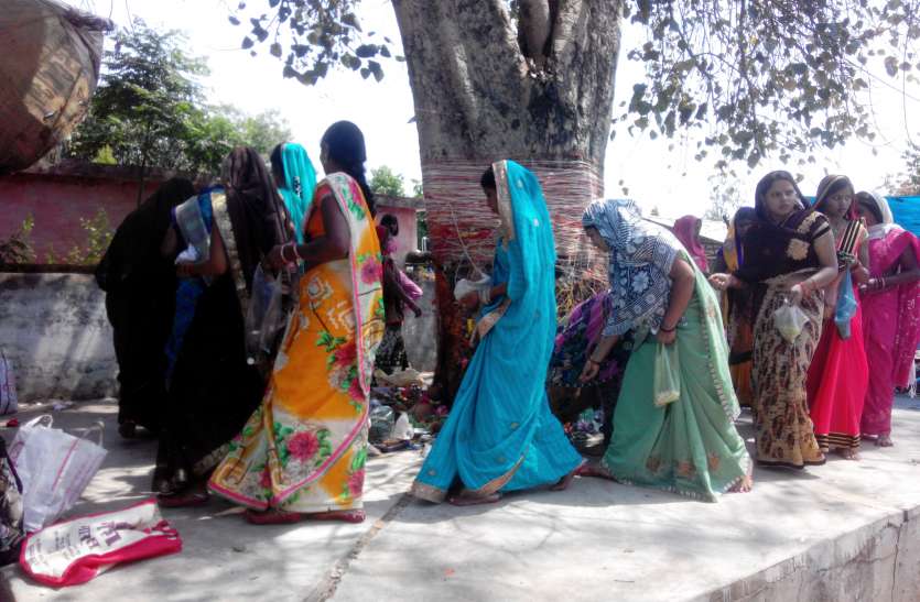 For women to commemorate Suhaggan, 108 piers of Peepal tree, special p सदा सुहागन की कामन लिए महिलाओं ने पीपल वृक्ष के लगाए १०८ फेरे, सूत्र बांध की विशेष पूजा