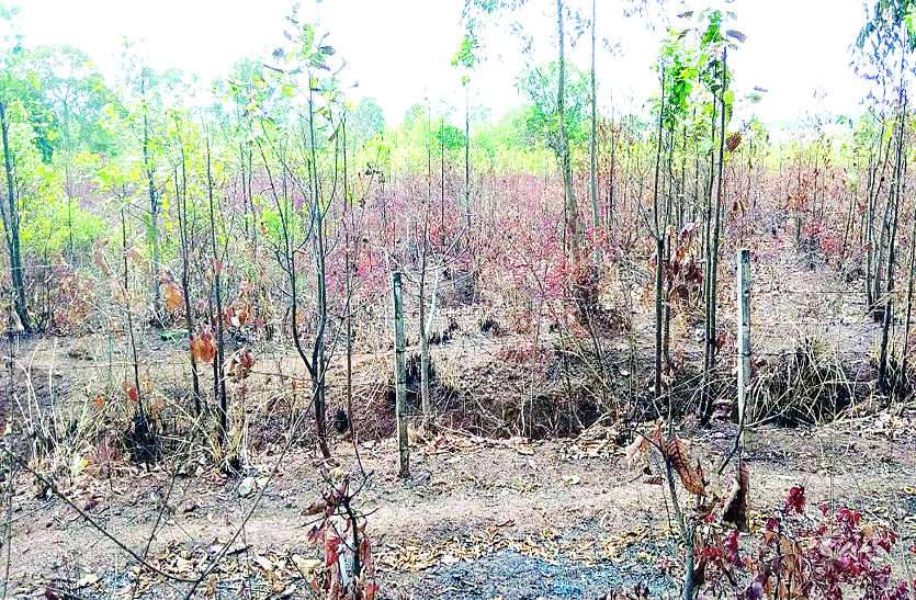 Tree cutting ऑक्सीजोन बनाने का सपना नाकाम, पहले जमकर काटे पेड़, अब लगा रहे आग