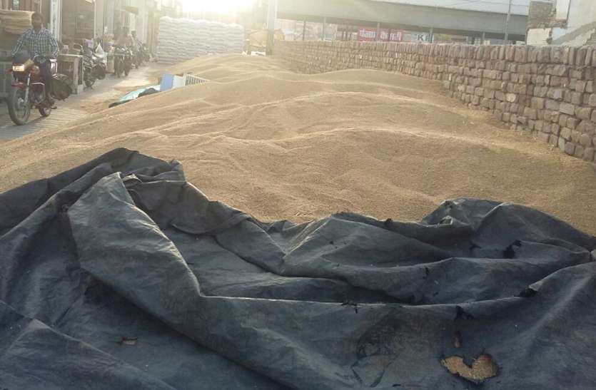wheat kept in dhan mandi धान मण्डी में कृषि जिन्सों की आवक बढ़ी