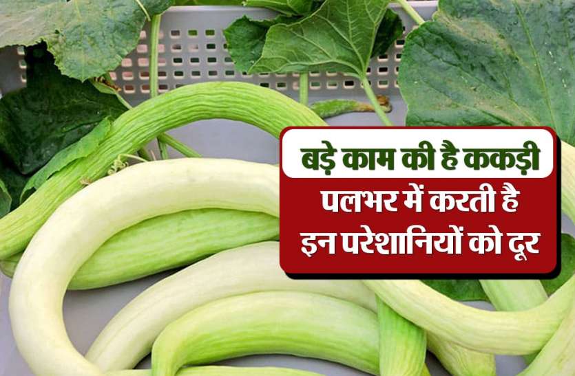 lucknow news बड़े काम की है ककड़ी, कब्ज-एसिडिटी और गैस की समस्या से ऐसे दिलाती है निजात, पलभर में परेशानी होती है दूर