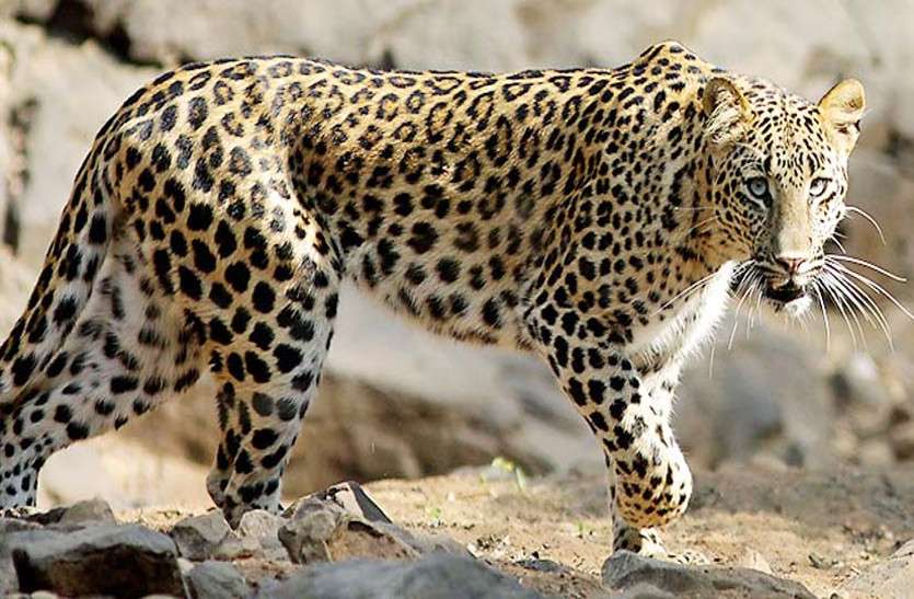 panther डिनर करने रेस्टोरेंट पहुंचा पैंथर! जयपुर के मालवीय नगर में फैली दहशत