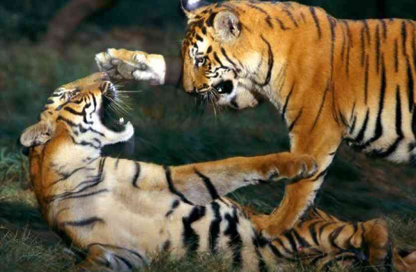Two tigers clash रणथम्भौर में आपस में भिड़े दो बाघ, दोनों की हुई मौत