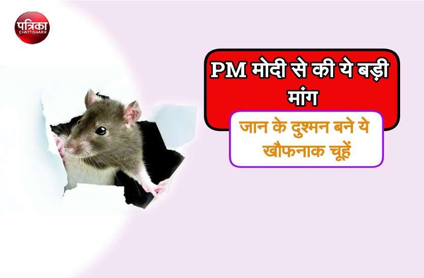 rat inhospital खौफनाक चूहों के आंतक से फैली सनसनी, युवक ने पीएम मोदी को पत्र लिखकर की ये बड़ी मांग
