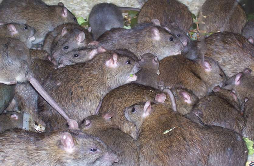 rat in hospital