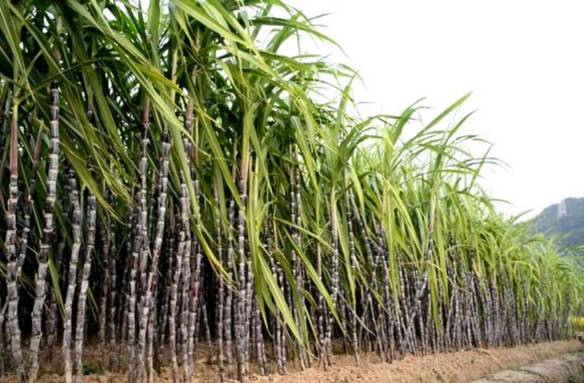sugercane बीजेपी सरकार पर वादा खिलाफी का आरोप, किसानों को नहीं दिए गए अभी 392 करोड़ रुपये