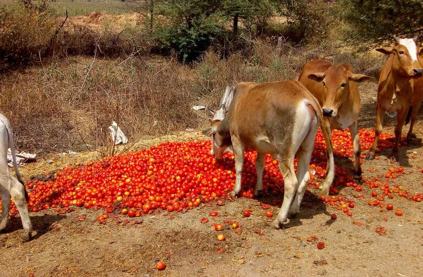 tamoto बड़ी खबर: यहां के किसानों ने सड़कों पर फेंके टमाटर, इन पर लगाए सीधे आरोप...- Video also