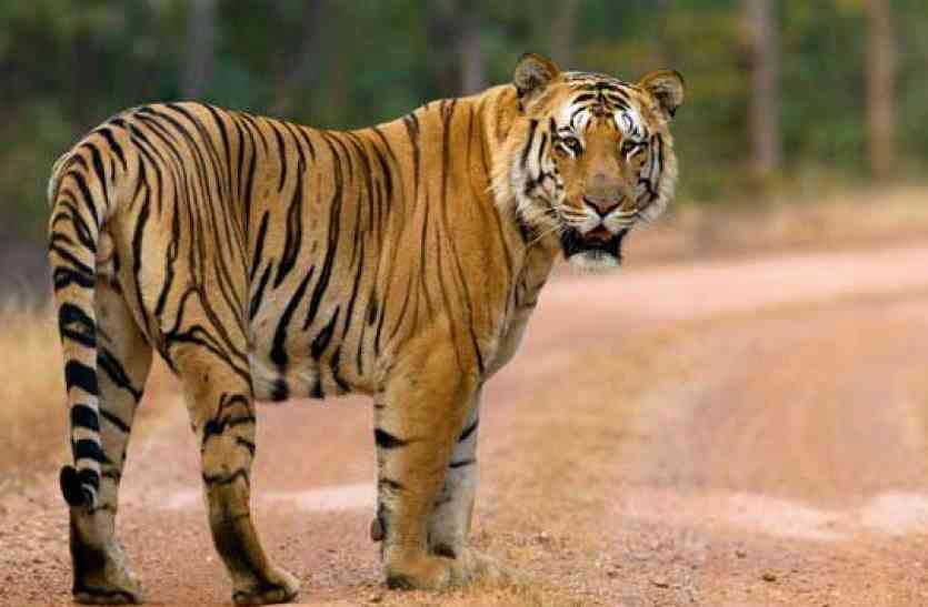 3 More Safari Park will be in Gujarat गुजरात में बाघ व तेंदुआ सफारी बनेंगे