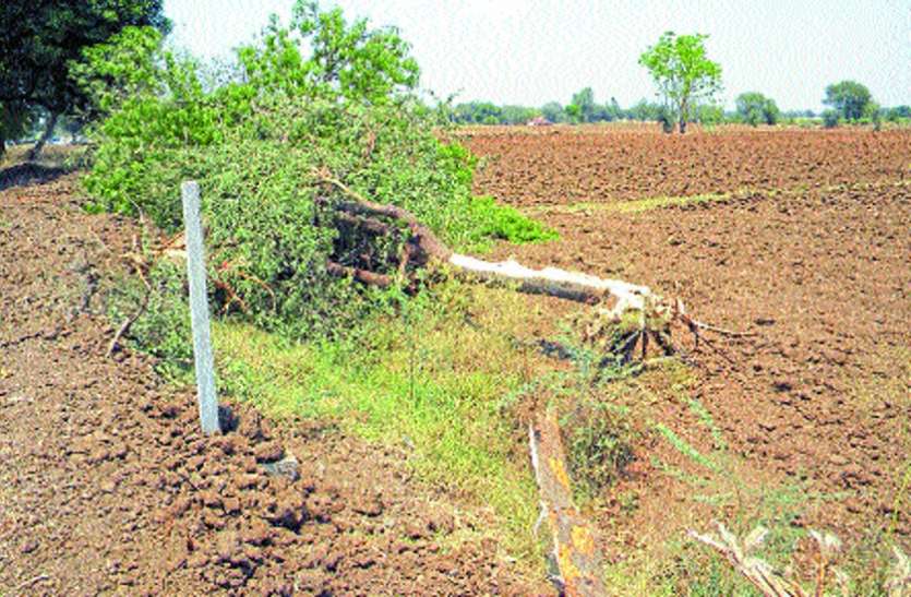 trees cuts in mp कार्रवाई का नहीं खौफ, काट डाले हरे भरे पेड़