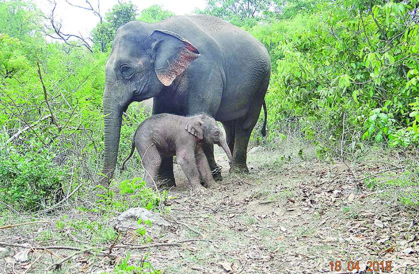 BBP हथिनी वेदा ने जन्मा तीसरा बच्चा