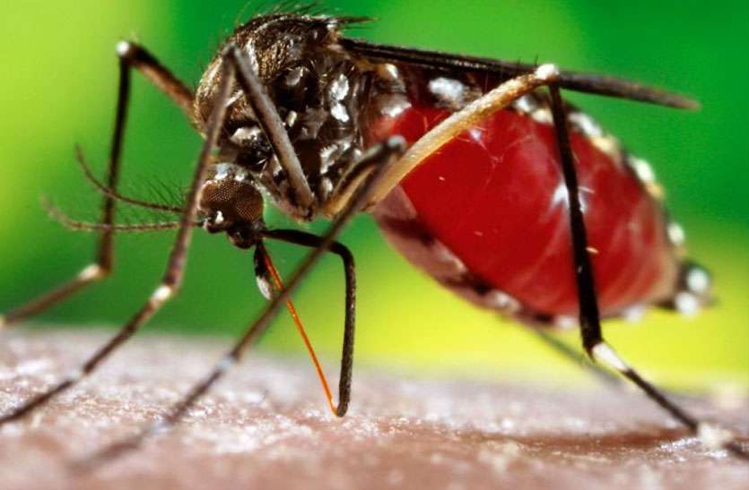 dengue news